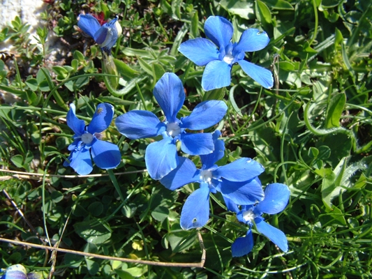 Gentiana verna / Genziana primaticcia